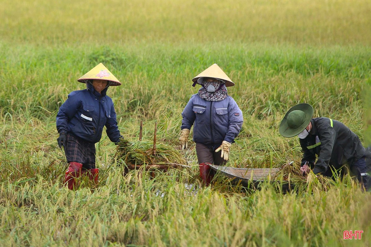 Đối với các diện tích không thể tiếp cận máy gặt, người dân tiến hành gặt tay để giảm phần nào thiệt hại do ảnh hưởng của bão số 5, 6. bqbht_br_z6977403796538-fd73248fcf6784bd6367e9838a3d42f3.jpg
