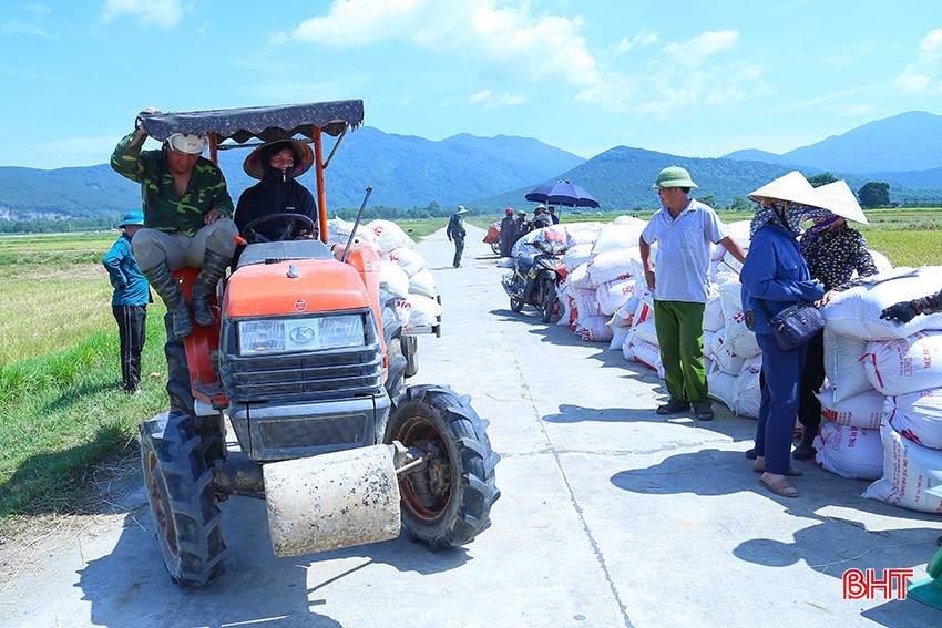 Hoạt động thu mua lúa sôi động ở các vùng sản xuất tập trung. bqbht_br_img-3363.jpg