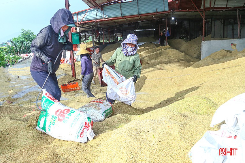 Các tiểu thương đang tích cực gom số lượng lớn lúa xuân 2025. bqbht_br_img-3454.jpg