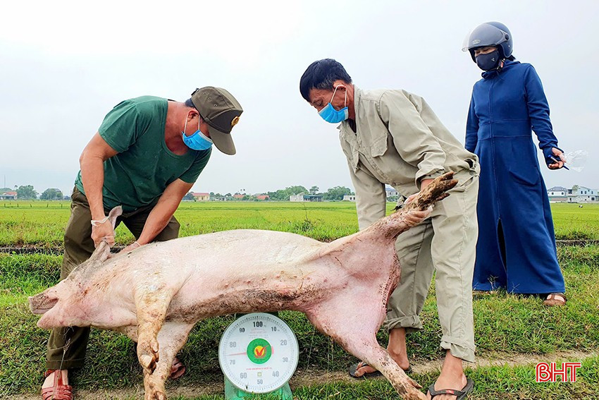 TP Hà Tĩnh thường xuyên phải huy động nhiều nhân lực để xử lý lợn bị nhiễm DTLCP. bqbht_br_z6550141552331-7e5774d7765291d623901b35c41706a9.jpg