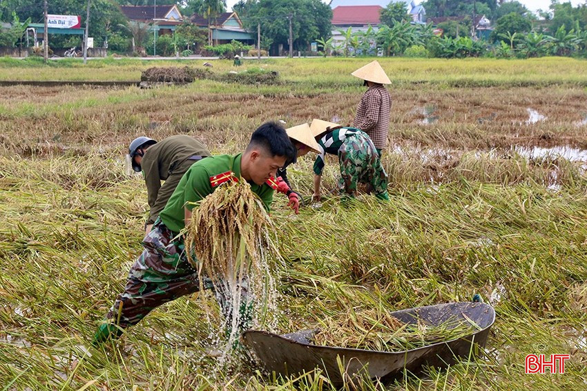 ស្រូវរដូវផ្ការីកជាច្រើនត្រូវបានជន់លិច និងដួលរលំ ដូច្នេះអ្នកច្រូតមិនអាចទៅដល់បាន ហើយត្រូវច្រូតដោយដៃ។ bqbht_br_z6643261435017-21fdc0d057cc202d721c99c89a0328c2.jpg