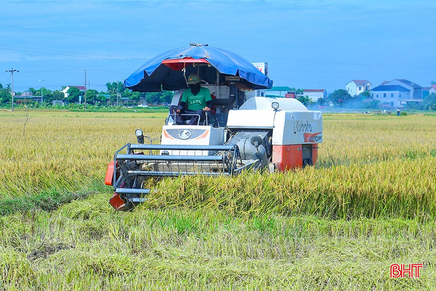 Nông dân thu hoạch lúa liên kết với Công ty CP Tập đoàn Quế Lâm. bqbht_br_img-3674.jpg