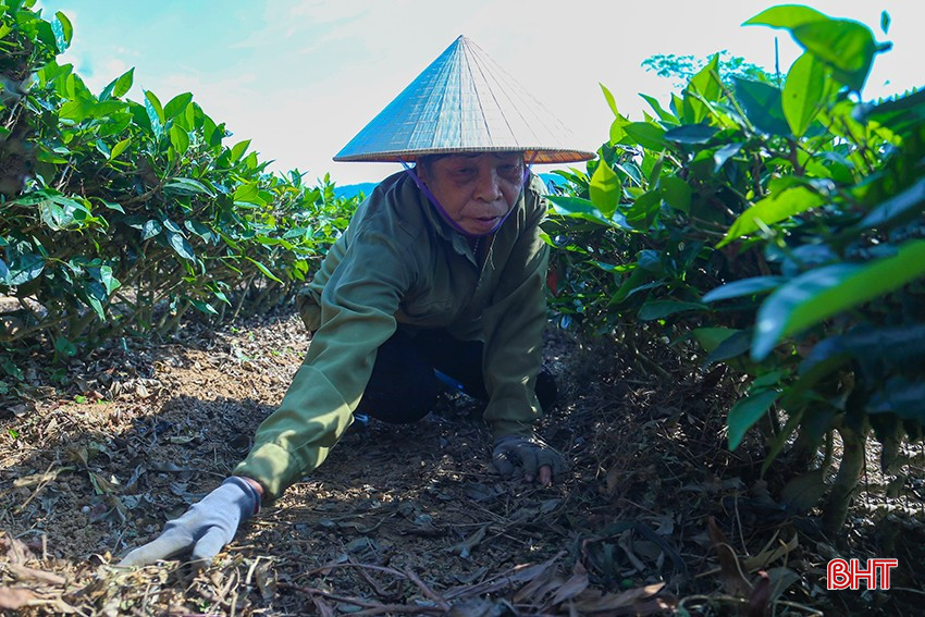 លោកស្រី Duong Thi Huong (ភូមិ Tan Tien ឃុំ Ky Thuong, Ky Anh) គ្របដណ្តប់ឫស ដើម្បីរក្សារុក្ខជាតិតែមានសំណើម។ bqbht_br_img-1457.jpg