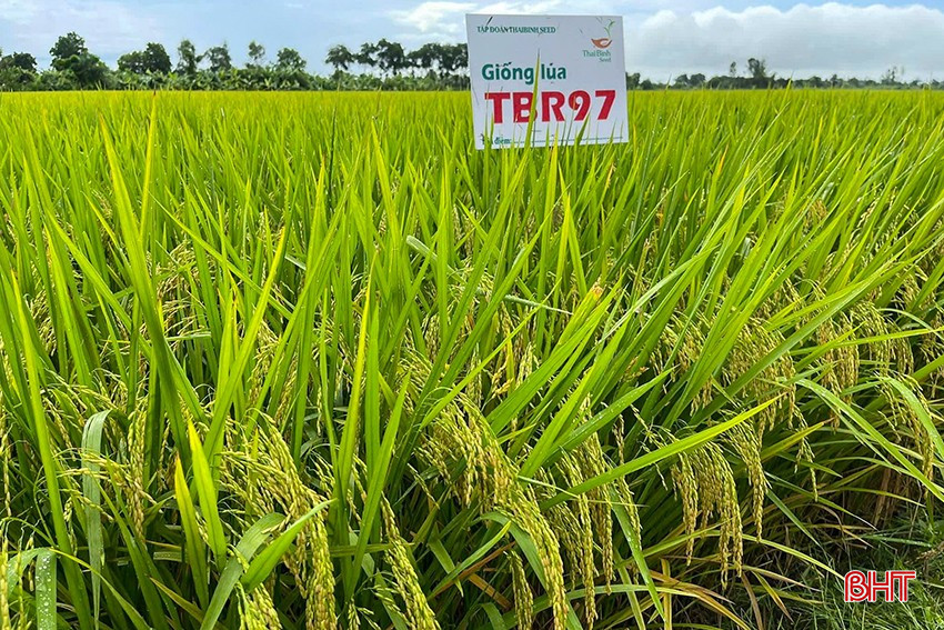 Giống lúa TBR97 khẳng định năng suất trên đồng ruộng huyện Can Lộc. bqbht_br_z6627626639111-8b700e4744ed6d758a2bd3eefc6a7231.jpg