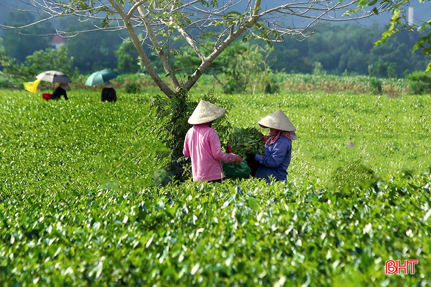 អ្នកដាំតែ Huong Son កំណត់ការប្រមូលផលក្នុងអំឡុងពេលរលកកំដៅខ្លាំង ដើម្បី bqbht_br_z6502581005762-c0cb73c5f5c1f9309bdaf3277823f821.jpg