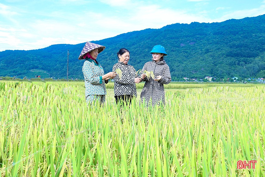 Xã Xuân Lĩnh (Nghi Xuân) đưa một số giống mới vào sản xuất trên cánh đồng lớn sau chuyển đổi, tập trung ruộng đất. bqbht_br_img-3208.jpg