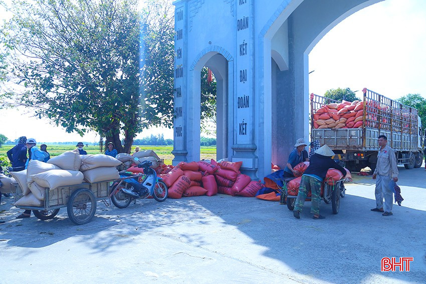 Thương lái tập trung thu mua mua giống lúa Khang Dân 18 tại huyện Cẩm Xuyên. bqbht_br_img-3531.jpg