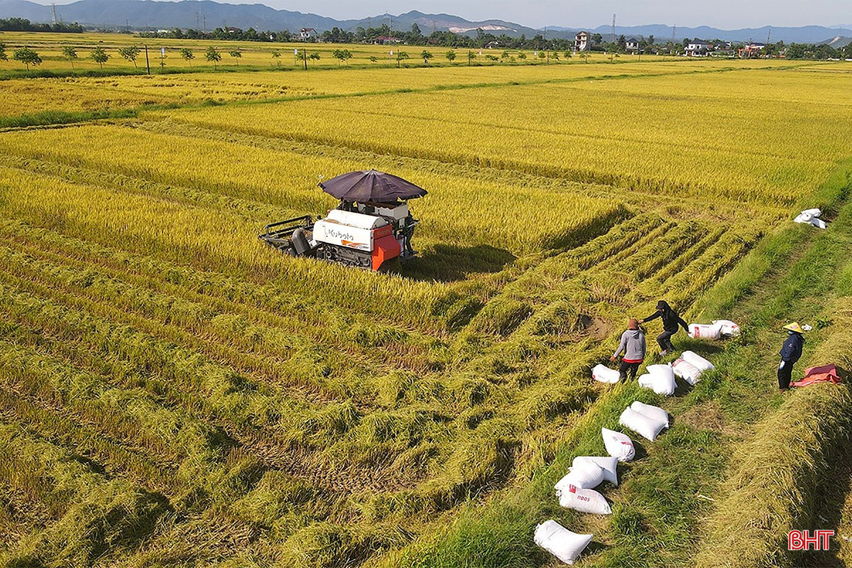 Large fields with uniform infrastructure help farmers harvest areas quickly. bqbht_br_thu-hoach-lua-xuan-14b.jpg