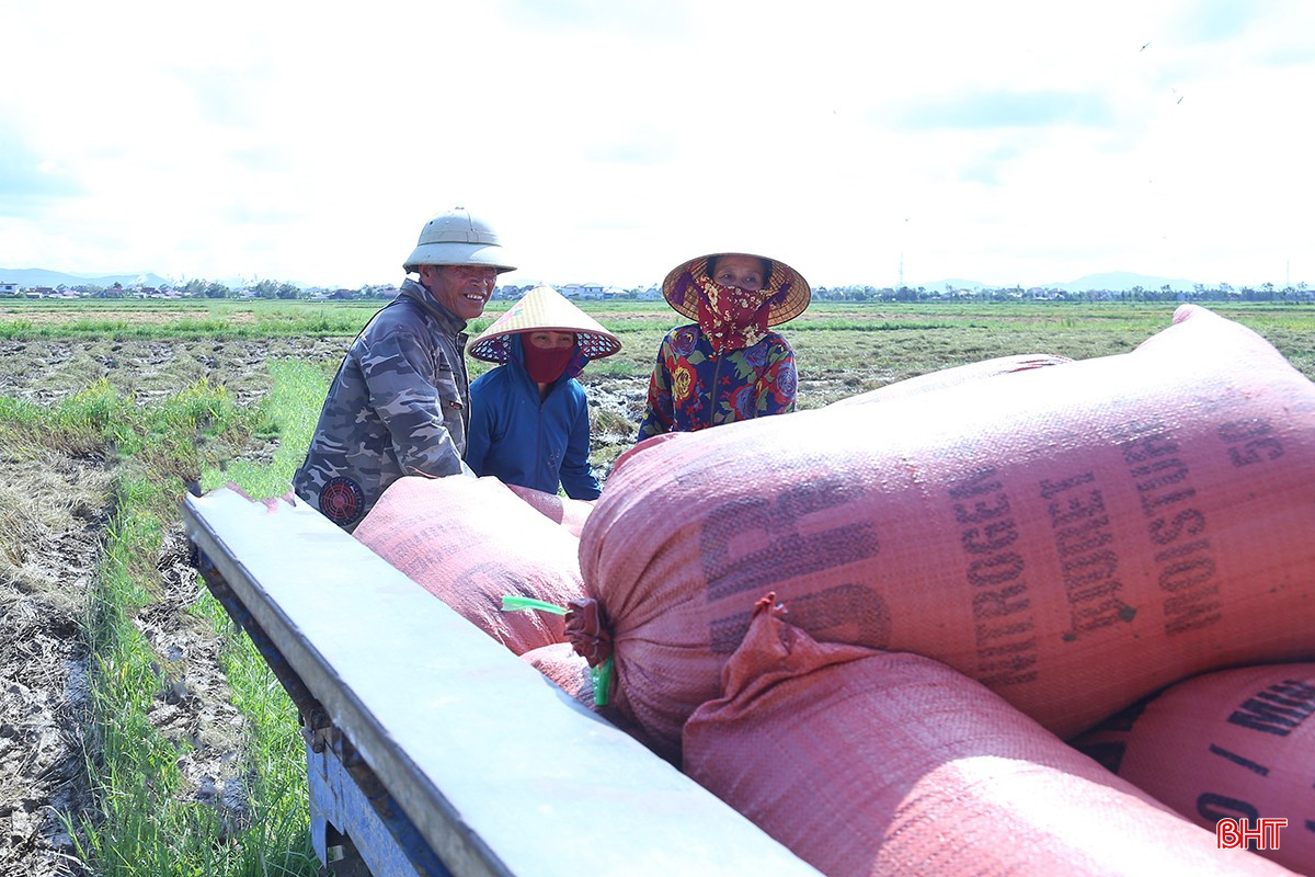 Ngành chức năng khuyến cáo các địa phương cần tập trung chỉ đạo đẩy nhanh tiến độ thu hoạch. bqbht_br_img-9641.jpg