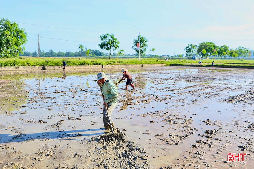 เกษตรกรใน Cam Quang (Cam Xuyen) ไปที่ทุ่งนาเพื่อเตรียมดินและปรับระดับพื้นดินให้เหมาะสมสำหรับการเพาะปลูก bqbht_br_z6666177425949-1a4619f4eba64ecf21fc1db6fdd0d21a.jpg