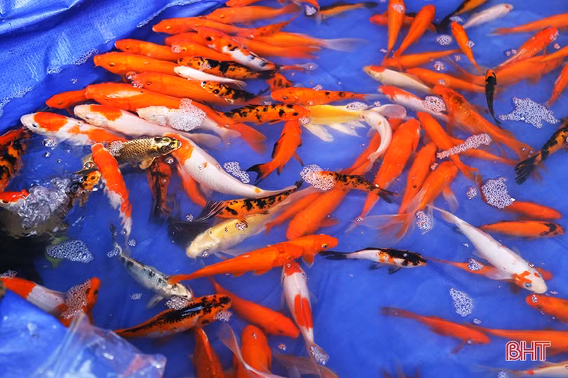 Người dân Hà Tĩnh tất bật sắm lễ “tiễn” ông Công, ông Táo chầu trời