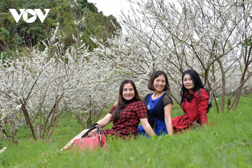 Xuân về, mận nở bung trắng sườn đồi