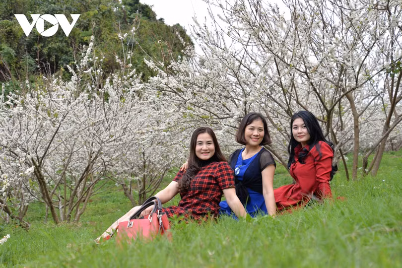 Xuân về, mận nở bung trắng sườn đồi