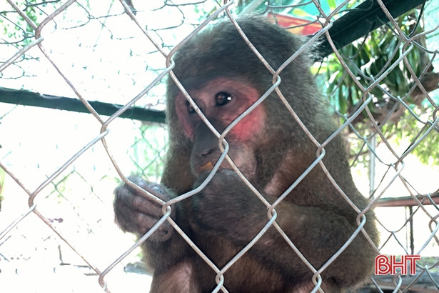 Vườn Quốc gia Vũ Quang thả 2 cá thể khỉ về môi trường tự nhiên