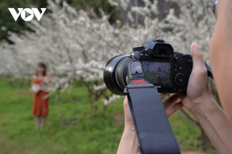 Xuân về, mận nở bung trắng sườn đồi