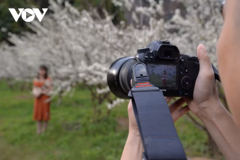 Xuân về, mận nở bung trắng sườn đồi