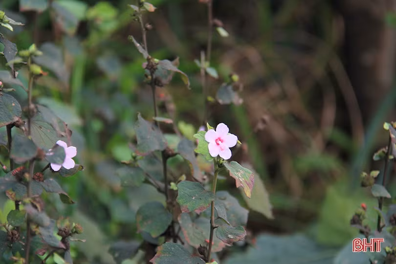 Vẻ đẹp vào xuân của “viên ngọc bích” trên vùng biển phía Nam Hà Tĩnh