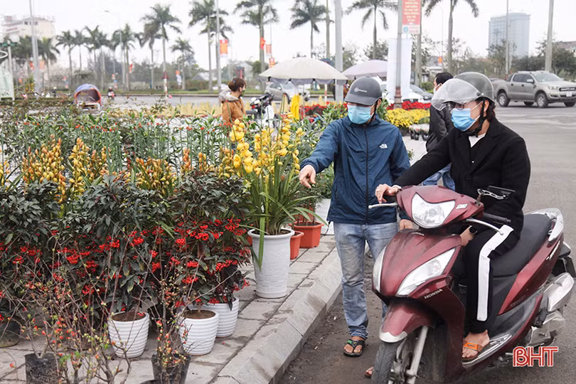 Thị trường cây cảnh tết ở Hà Tĩnh: Xuất hiện đào cổ thụ giá hàng chục triệu đồng