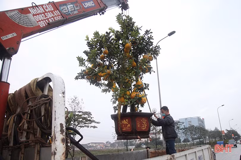 Thị trường cây cảnh tết ở Hà Tĩnh: Xuất hiện đào cổ thụ giá hàng chục triệu đồng