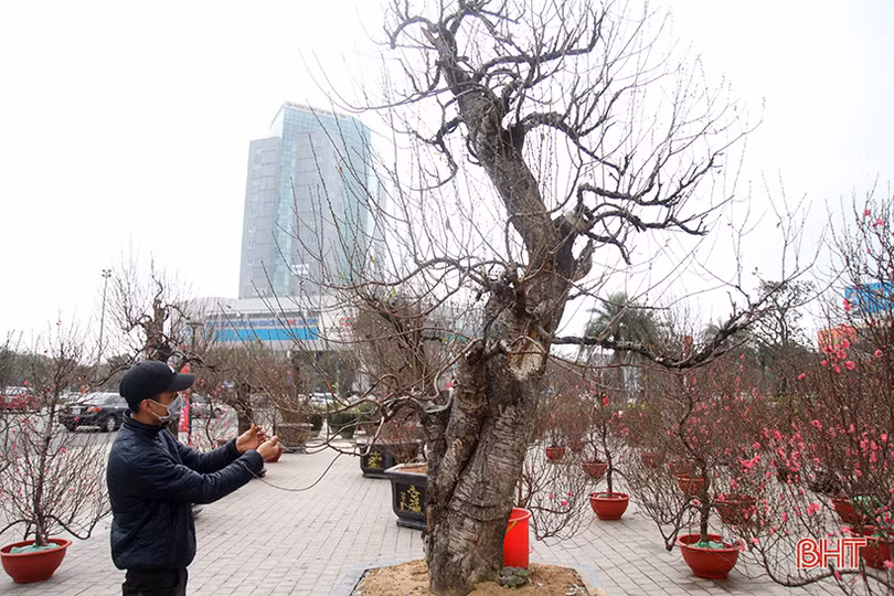 Thị trường cây cảnh tết ở Hà Tĩnh: Xuất hiện đào cổ thụ giá hàng chục triệu đồng