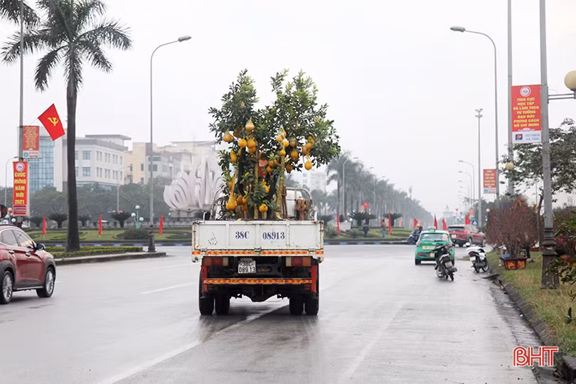 Thị trường cây cảnh tết ở Hà Tĩnh: Xuất hiện đào cổ thụ giá hàng chục triệu đồng