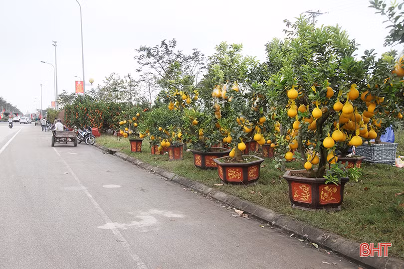 Thị trường cây cảnh tết ở Hà Tĩnh: Xuất hiện đào cổ thụ giá hàng chục triệu đồng