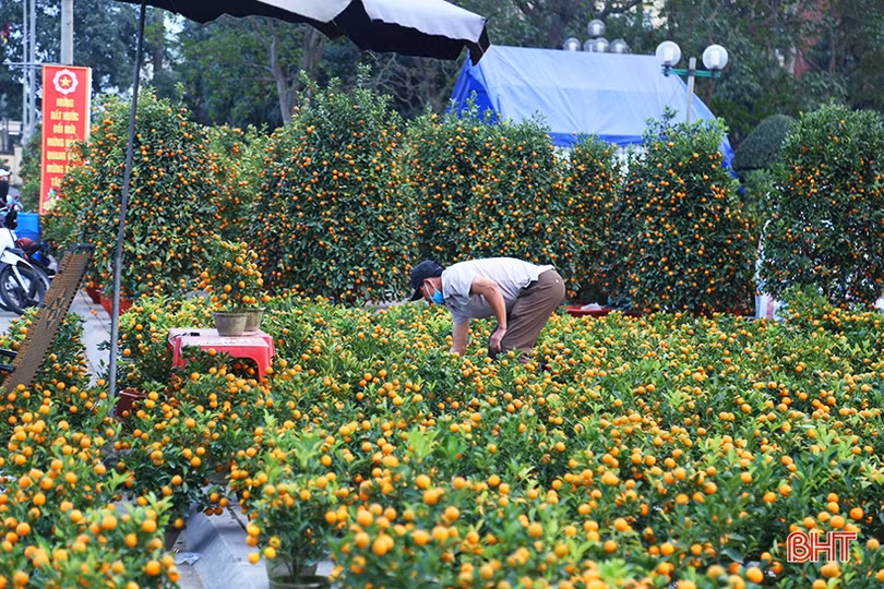 Chợ cây cảnh ngày tết ở Hà Tĩnh: Quất, đào giá “mềm”, hoa mai chờ khách