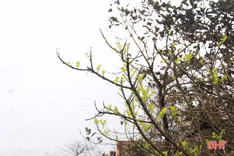 Vẻ đẹp vào xuân của “viên ngọc bích” trên vùng biển phía Nam Hà Tĩnh