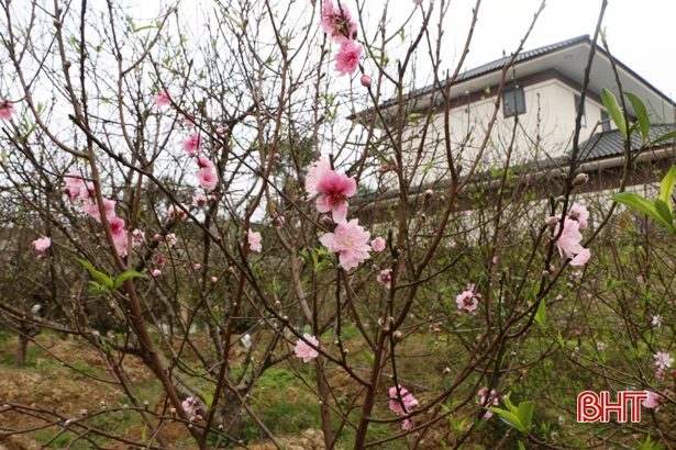 Nông dân làng ven đô TP Hà Tĩnh “đưa xuân” xuống phố