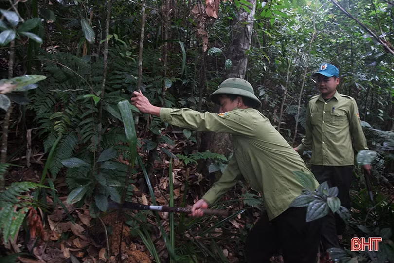 Tết của những người giữ “lá phổi xanh” ở Hà Tĩnh