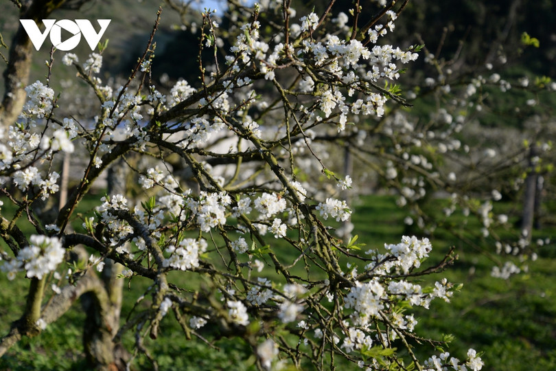 Xuân về, mận nở bung trắng sườn đồi