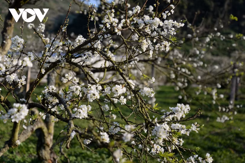 Xuân về, mận nở bung trắng sườn đồi