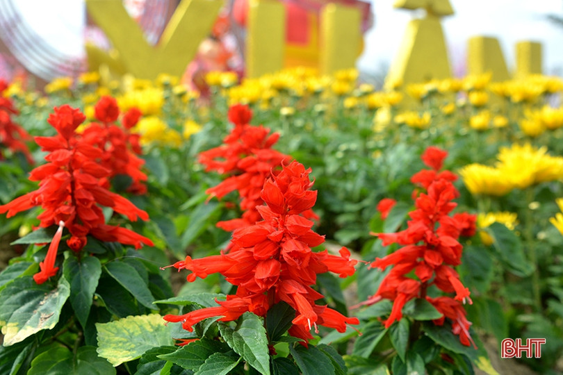 Sắc xuân rực rỡ Thành Sen