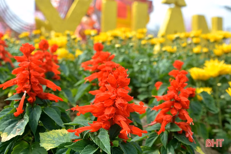 Sắc xuân rực rỡ Thành Sen