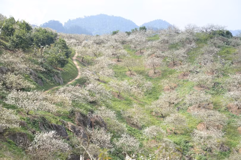 Xuân về, mận nở bung trắng sườn đồi