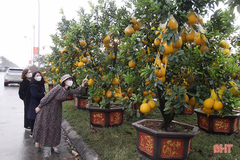 Thị trường cây cảnh tết ở Hà Tĩnh: Xuất hiện đào cổ thụ giá hàng chục triệu đồng