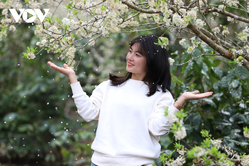 Xuân về, mận nở bung trắng sườn đồi