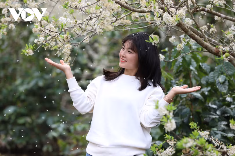 Xuân về, mận nở bung trắng sườn đồi