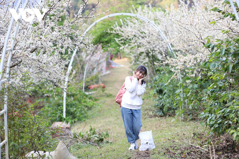 Xuân về, mận nở bung trắng sườn đồi