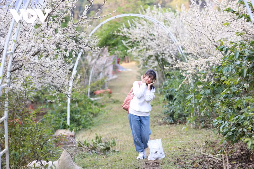 Xuân về, mận nở bung trắng sườn đồi