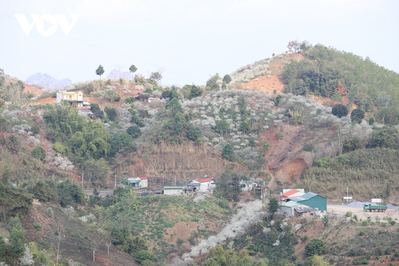 Xuân về, mận nở bung trắng sườn đồi