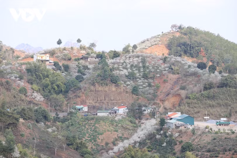 Xuân về, mận nở bung trắng sườn đồi