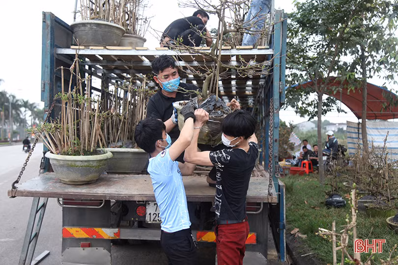 Thị trường cây cảnh tết ở Hà Tĩnh: Xuất hiện đào cổ thụ giá hàng chục triệu đồng