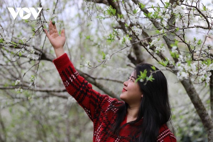 Xuân về, mận nở bung trắng sườn đồi