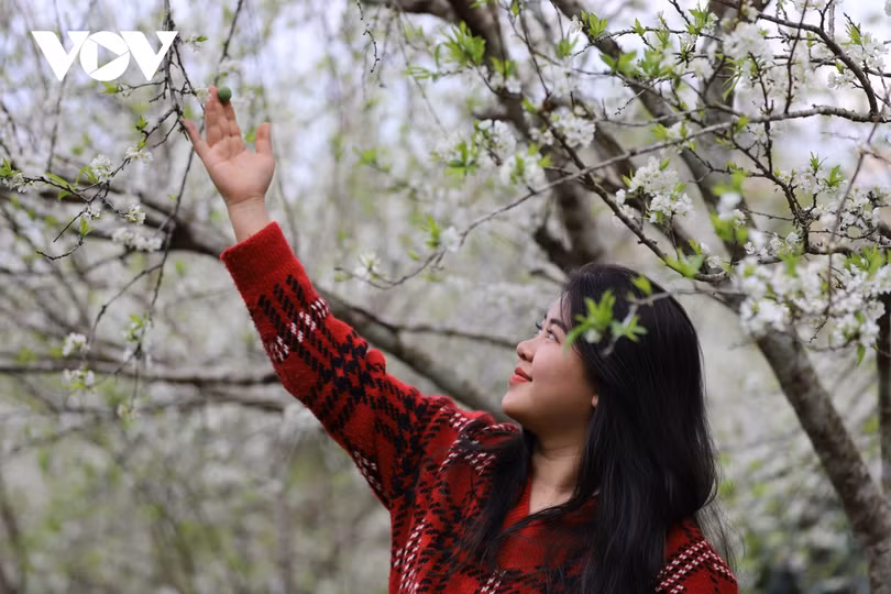 Xuân về, mận nở bung trắng sườn đồi