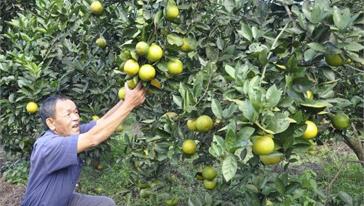 Cam Thượng Lộc đang là một trong những thương hiệu có uy tín trên thị trường trong và ngoài tỉnh