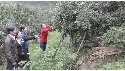 Tết này, vườn cam trên 1 ha của gia đình chị Nguyễn Thị Cảnh ở xóm 8, xã Sơn Trường (Hương Sơn) dự kiến cho thu nhập 200 triệu đồng