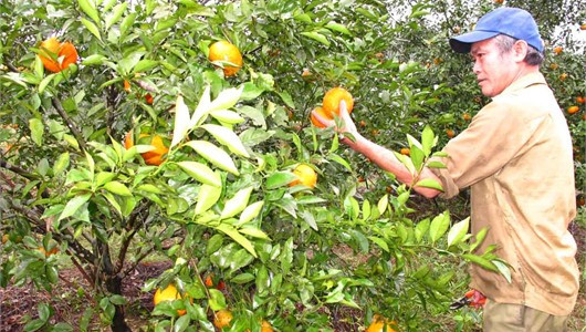 Cam Khe Mây ở xã Hương Đô (Hương Khê) là sản vật không thể thiếu trên bàn thờ tổ tiên của nhiều gia đình trong những ngày tết