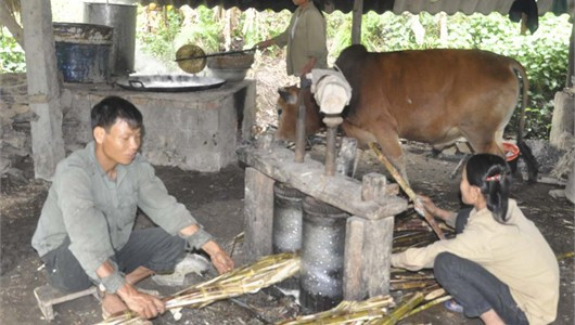 Cả nhà quây quần bên che kéo mật Cả nhà quây quần bên che kéo mật