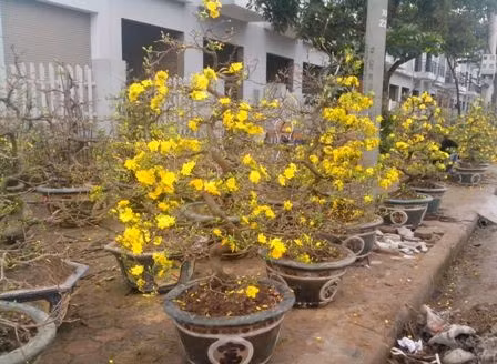 Mấy ngày gần tết trời nắng, nhiều chậu hoa mai nở rộ, chủ nhân càng lo lắng